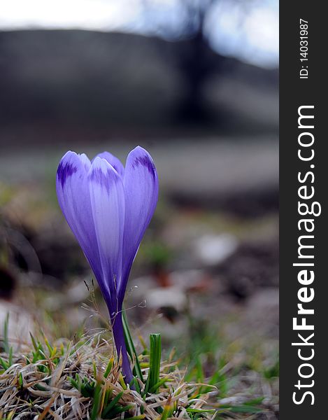 Purple crocus growing in the mountains