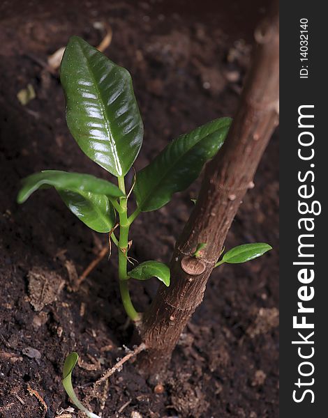 Old log with new shoot and fresh green leaves, new life-concept. Old log with new shoot and fresh green leaves, new life-concept