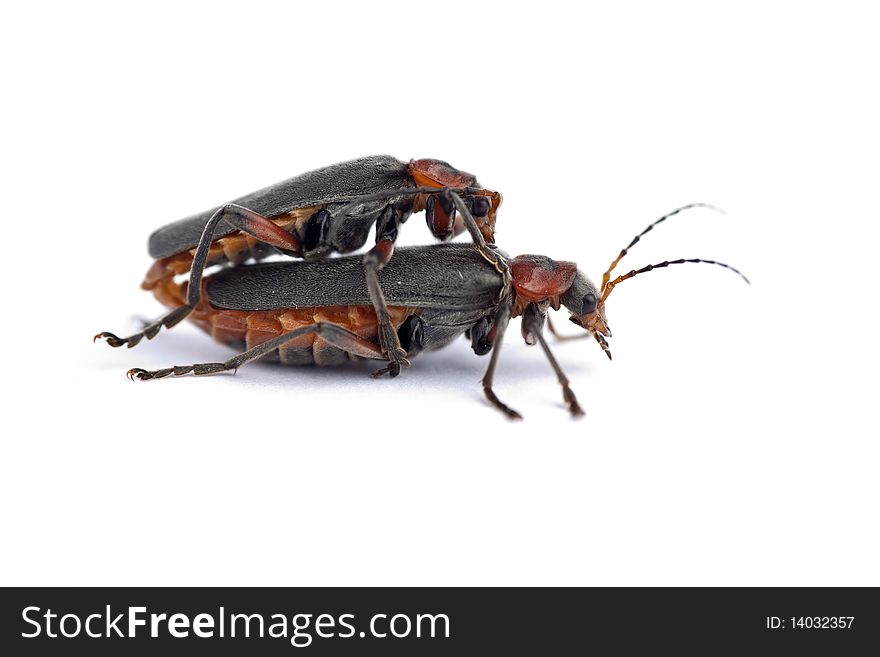 Two soldier beetles (Cantharis versicolora), mating, macro on white