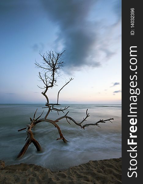 A dead tree, taken by the sea, standing alone at the sunset. A dead tree, taken by the sea, standing alone at the sunset