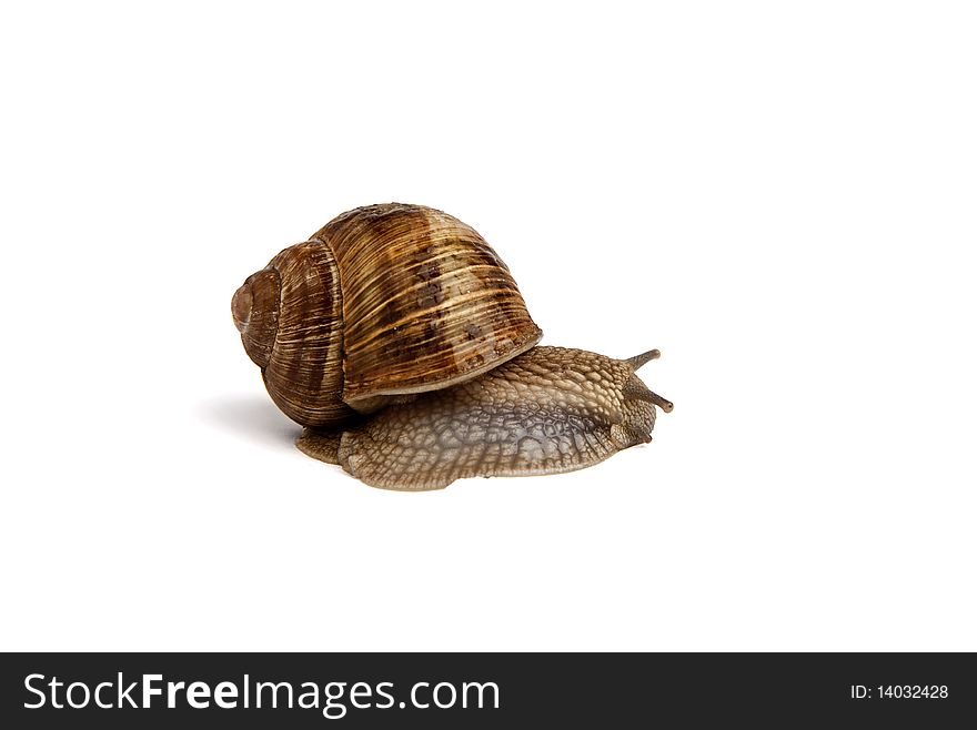 Garden snail (Helix aspersa) on white background