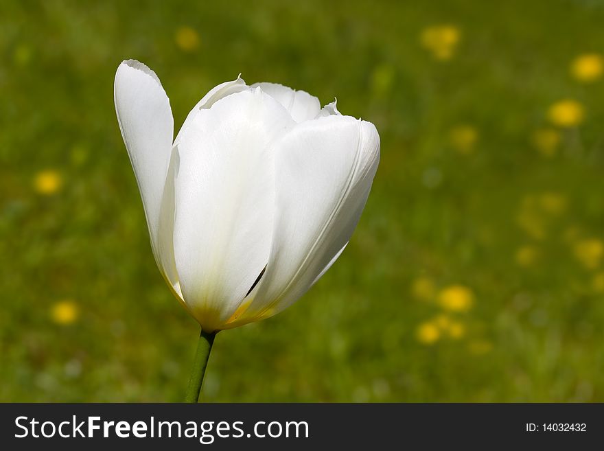 A beautiful white tulip - closeup