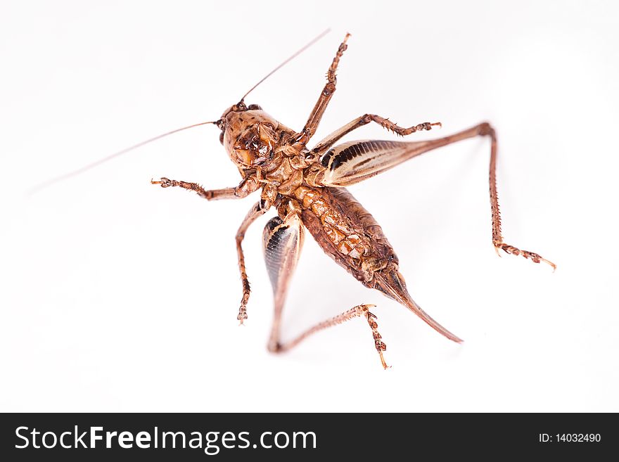 Beetle isolated on a white.