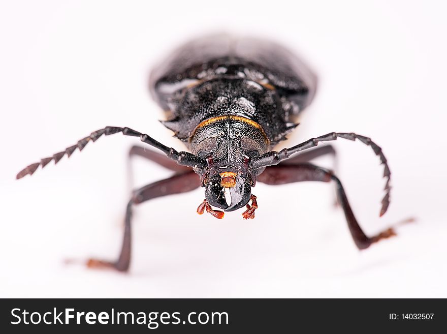 Beetle isolated on a white.