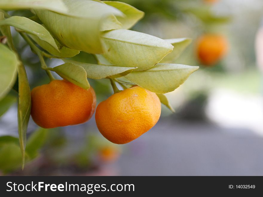 Mandarines growing on the tree
