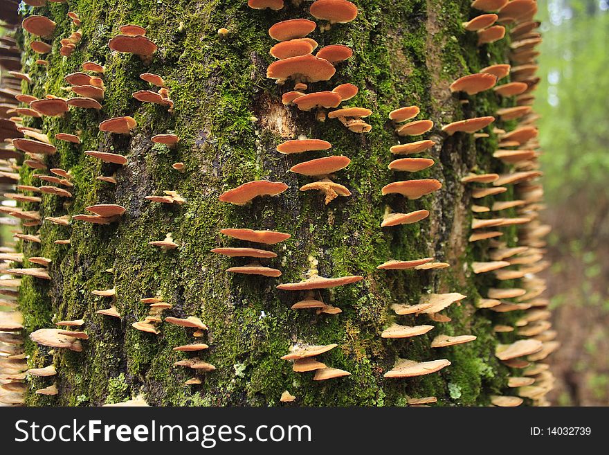 Tree Fungus, Ice Age Trail, Wisconsin