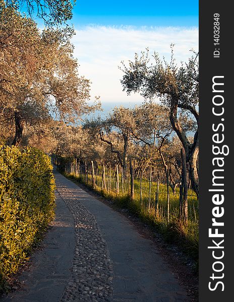 Ligurian path between a rich Mediterranean vegetation with olive trees. Ligurian path between a rich Mediterranean vegetation with olive trees