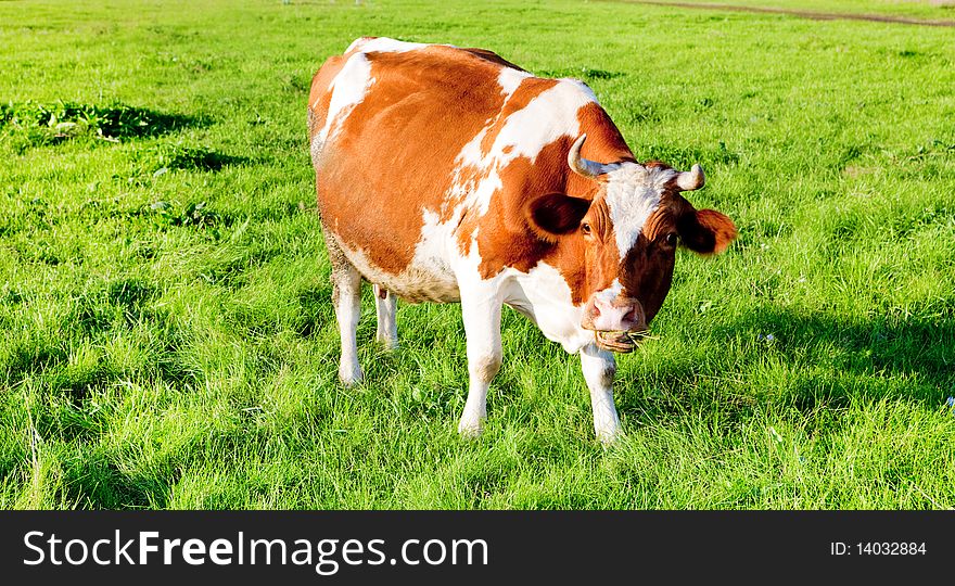 Cow in the grass field.