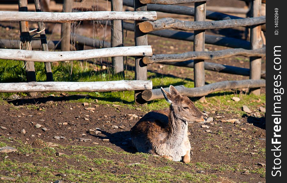 A young deer sitting near the fence