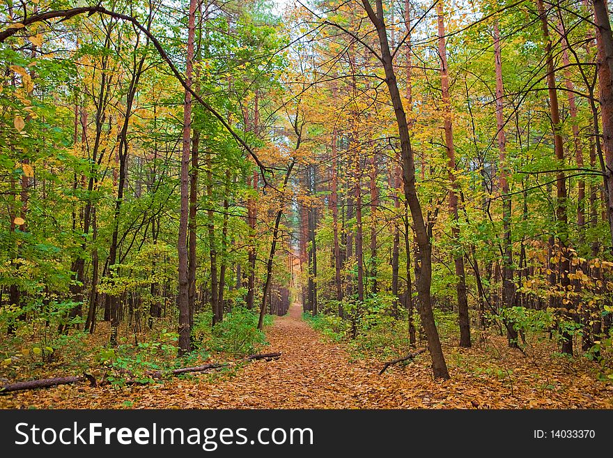 Beautiful autumn forest scene photo
