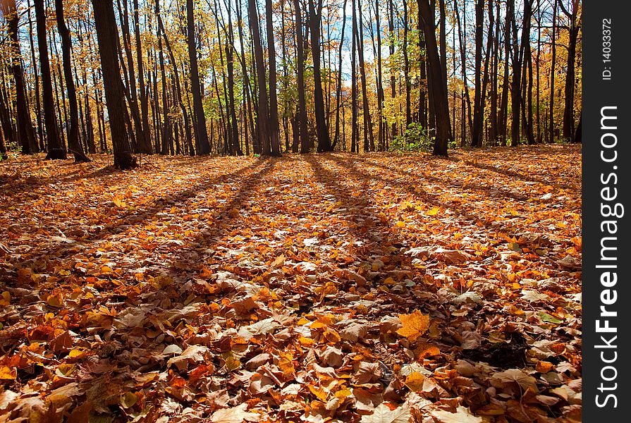 Beautiful autumn forest scene photo