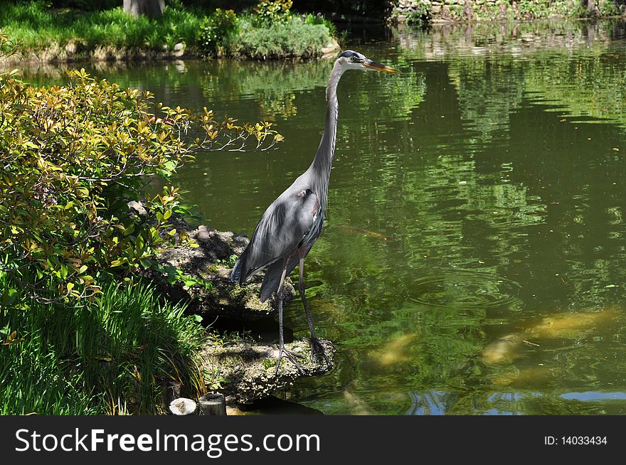 Crane In Pond