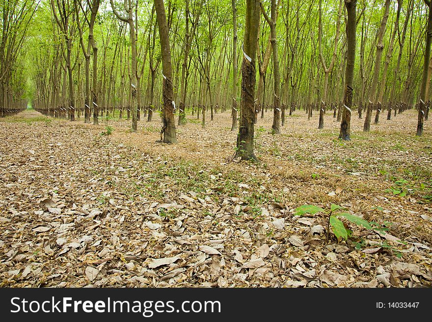 Shady rubber plantation in Vietnam. Shady rubber plantation in Vietnam