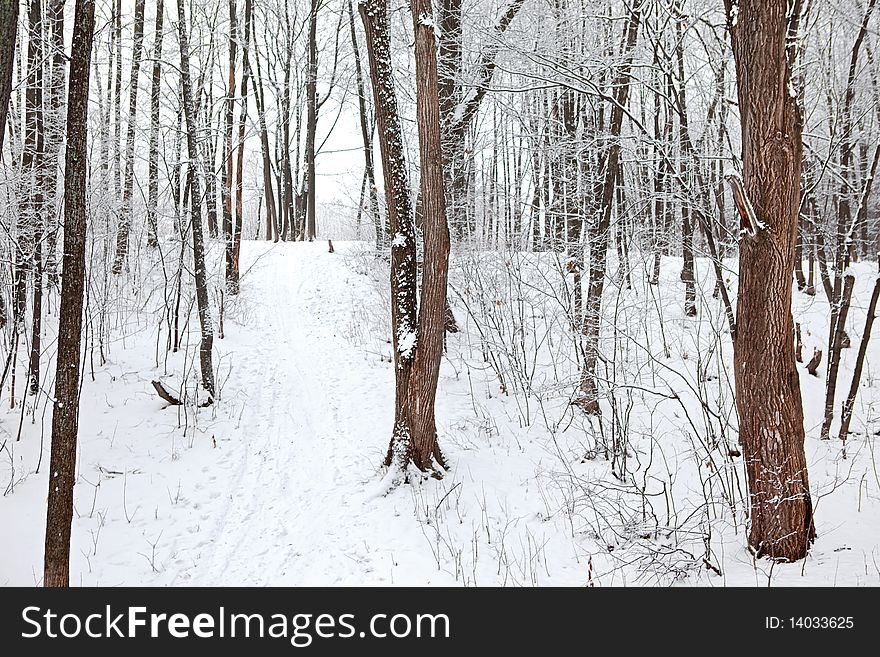 Scene in the cold winter forest.