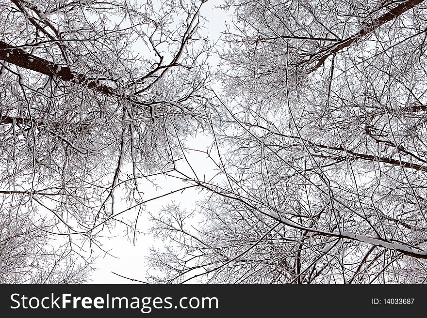 Scene in the cold winter forest.