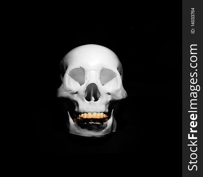 Human skull model with yellow teeth. Human skull model with yellow teeth