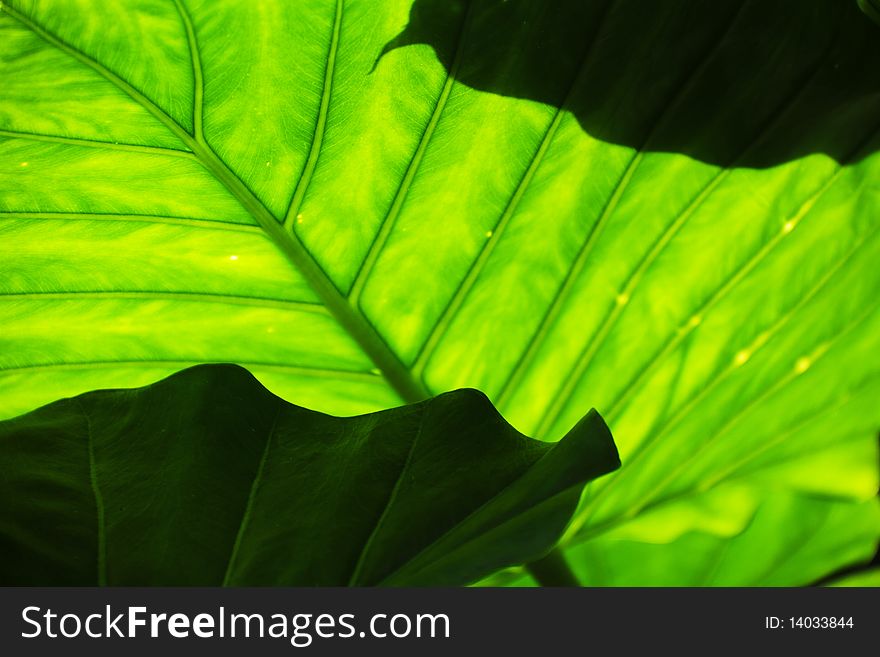 Lush green tropical leaves with sunlight shinning through them. Lush green tropical leaves with sunlight shinning through them.