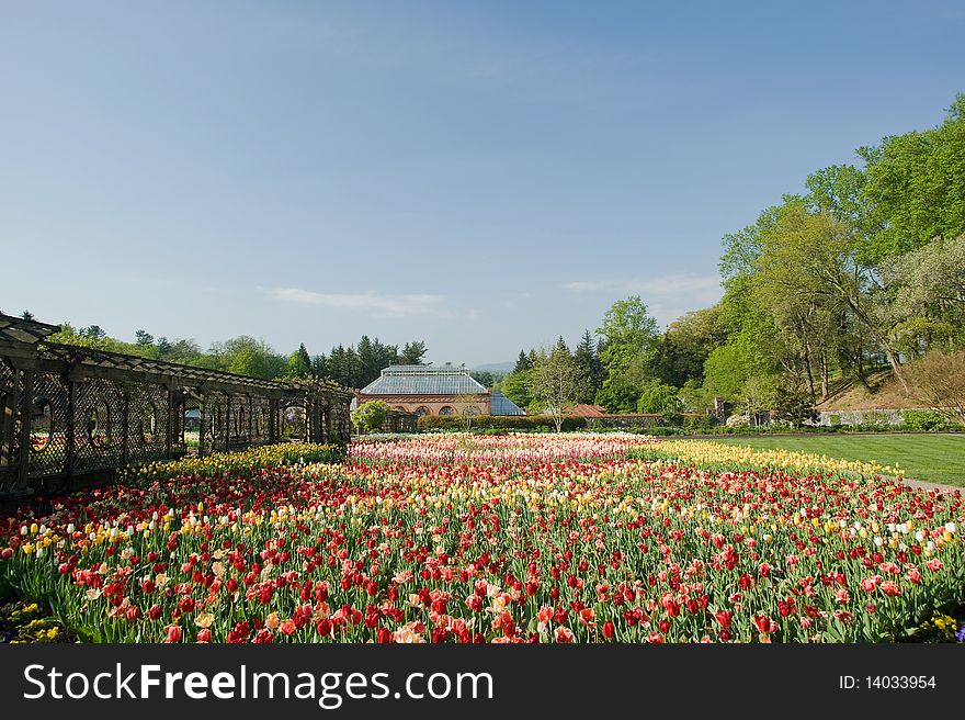 Massive tulip garden in spring