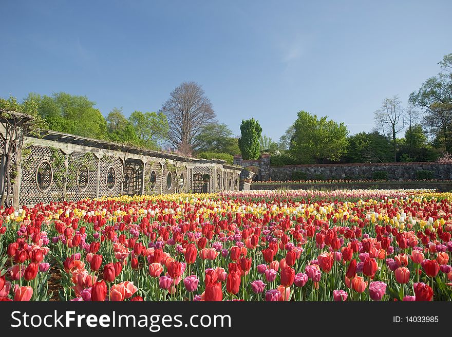 A massive planting of colorful tulips in full bloom in the spring. A massive planting of colorful tulips in full bloom in the spring.