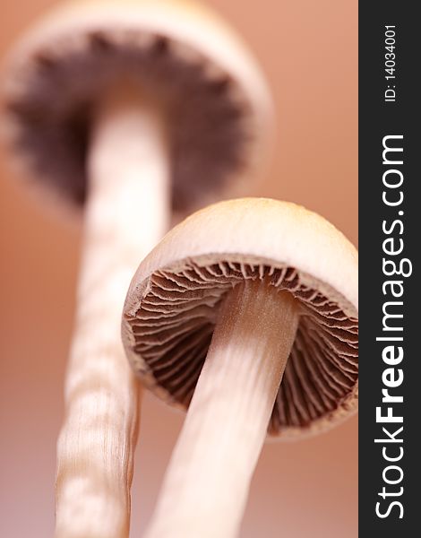 Close up view of mushrooms