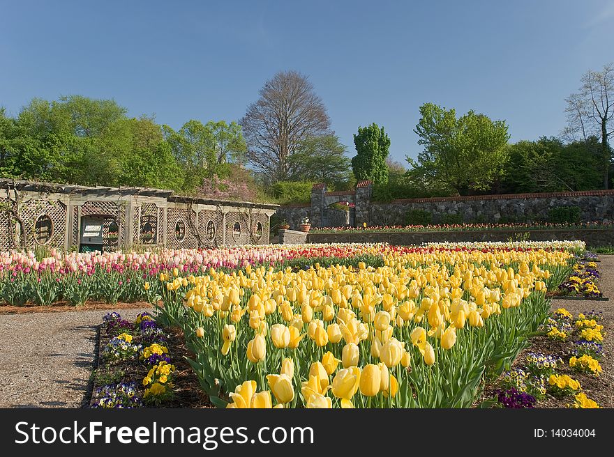 A massive display of mainly yellow tulips blooming in a formal garden setting in springtime. A massive display of mainly yellow tulips blooming in a formal garden setting in springtime.