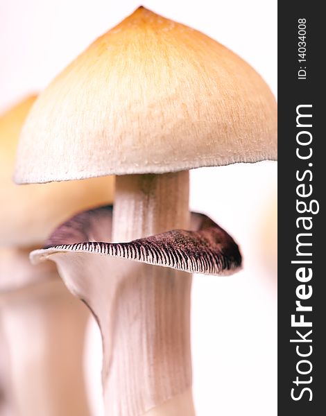 Close up view of mushrooms
