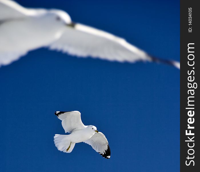 Two seagulls in flight, one in focus, one out of focus
