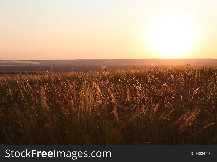 Summer field in sunlight rays