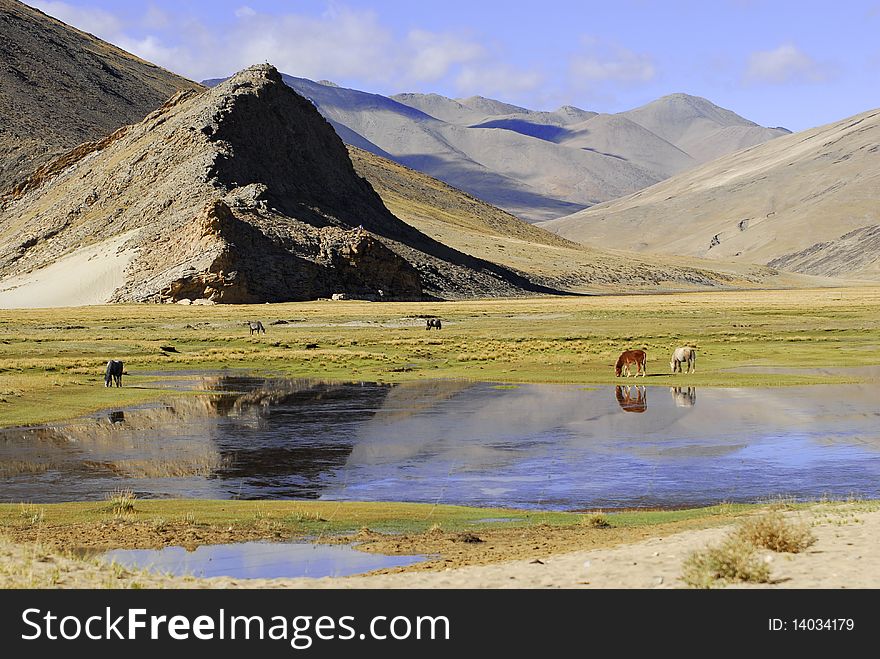 Several horses grazing on the green feild near a lake on Ali Prairie tibet. Several horses grazing on the green feild near a lake on Ali Prairie tibet.