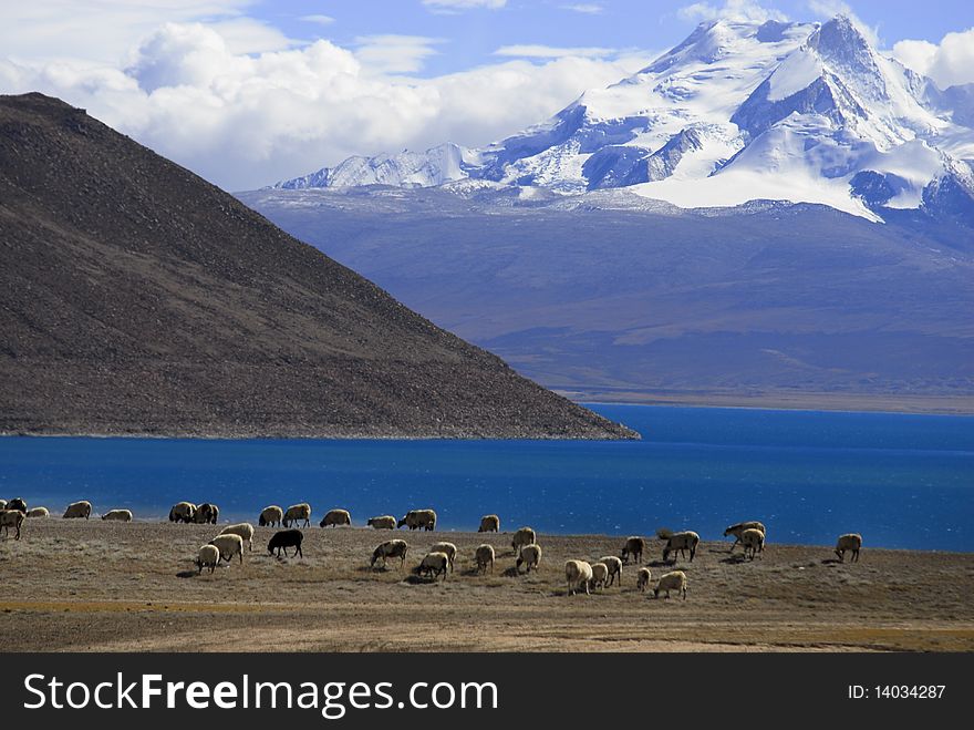 Sheep near a lake in tibet. Sheep near a lake in tibet