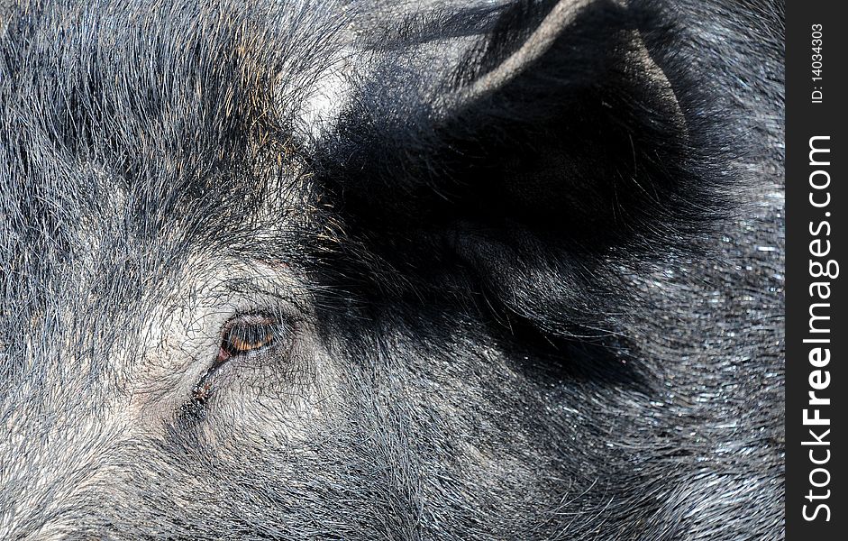 Closeup image of the muzzle of a huge wild boar. Closeup image of the muzzle of a huge wild boar