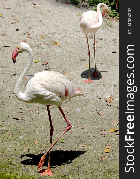 Stork at Taiping Zoo, Malaysia