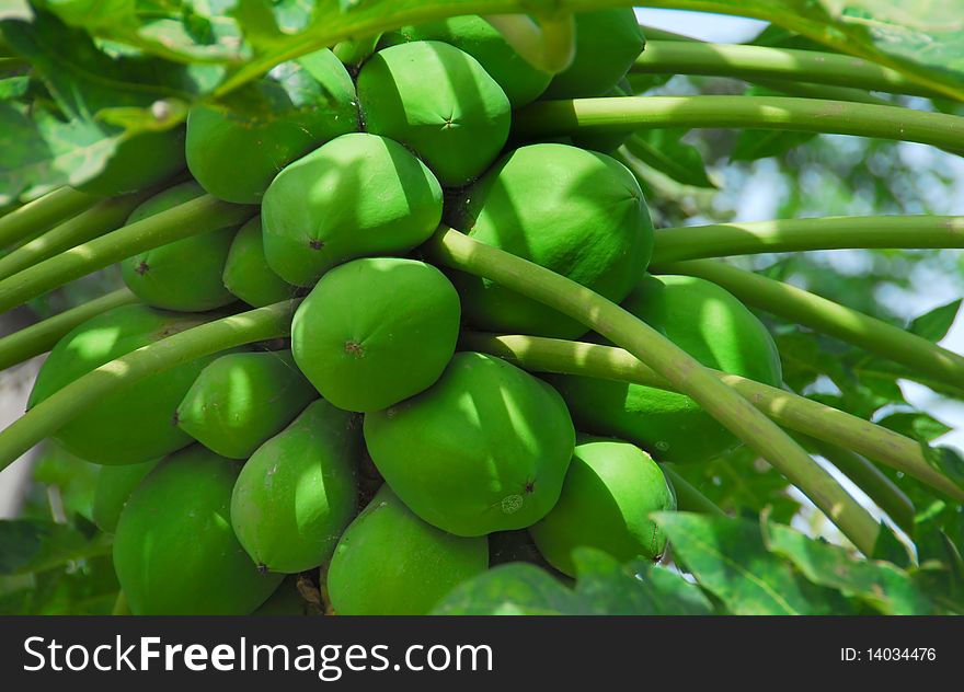 A papaya plant with fruit