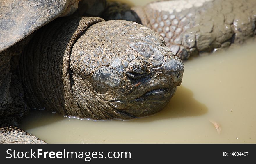 Big turtle head in mucky water