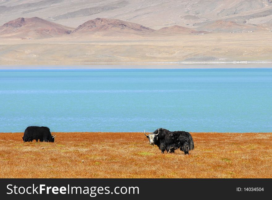 Two yaks brazing on the grass near a lake. Two yaks brazing on the grass near a lake