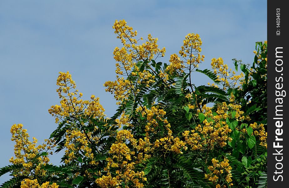 A plant with yellow flowers. A plant with yellow flowers
