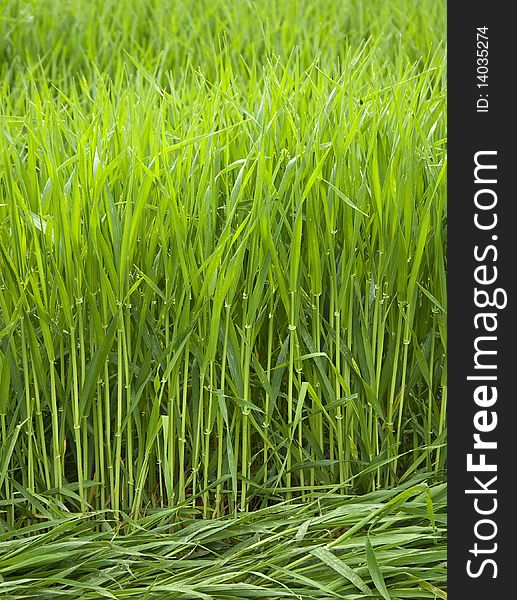 A close up of green wheat field. A close up of green wheat field.