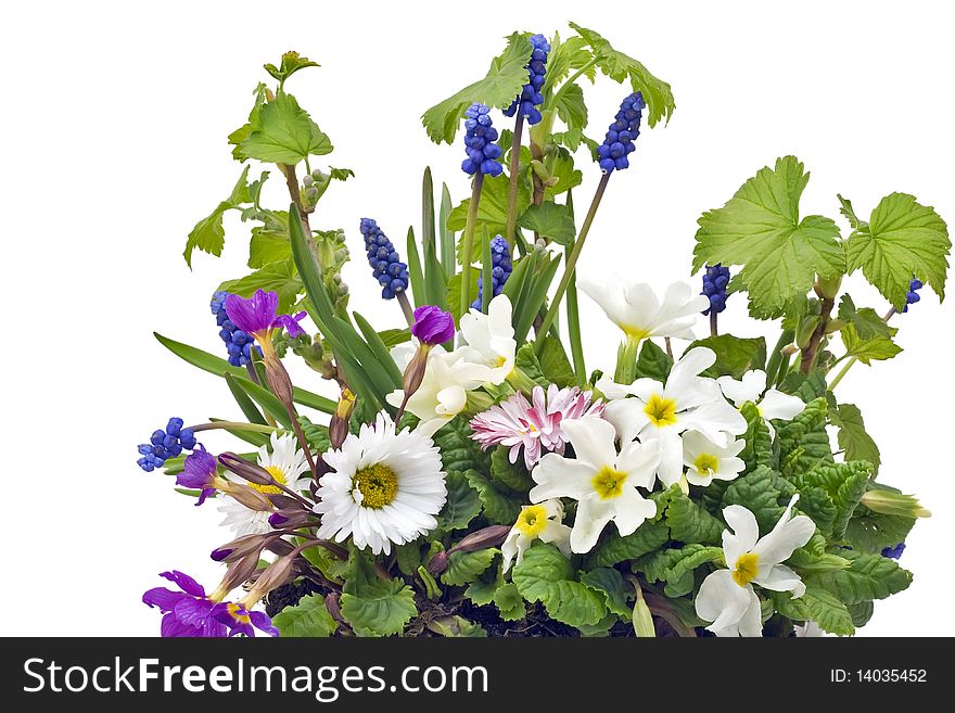 Simple postcard with spring  primroses and daisies. Isolated on white. Simple postcard with spring  primroses and daisies. Isolated on white.