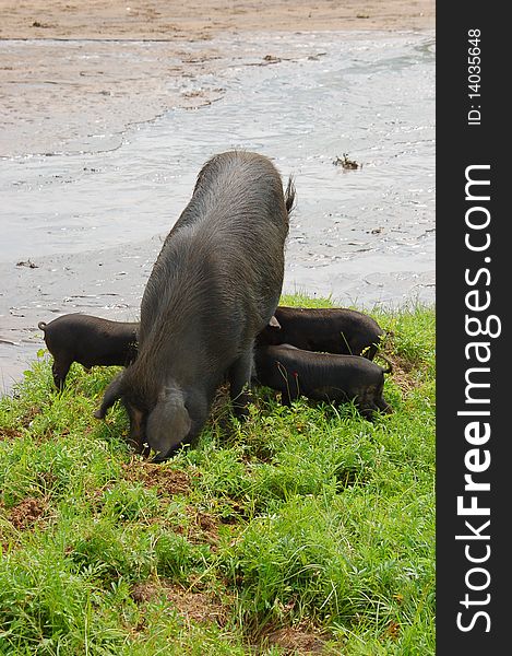 Pig-Sows And Piglets