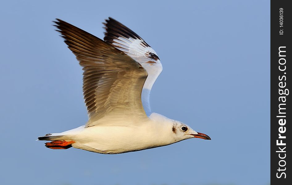 Flying Seagull