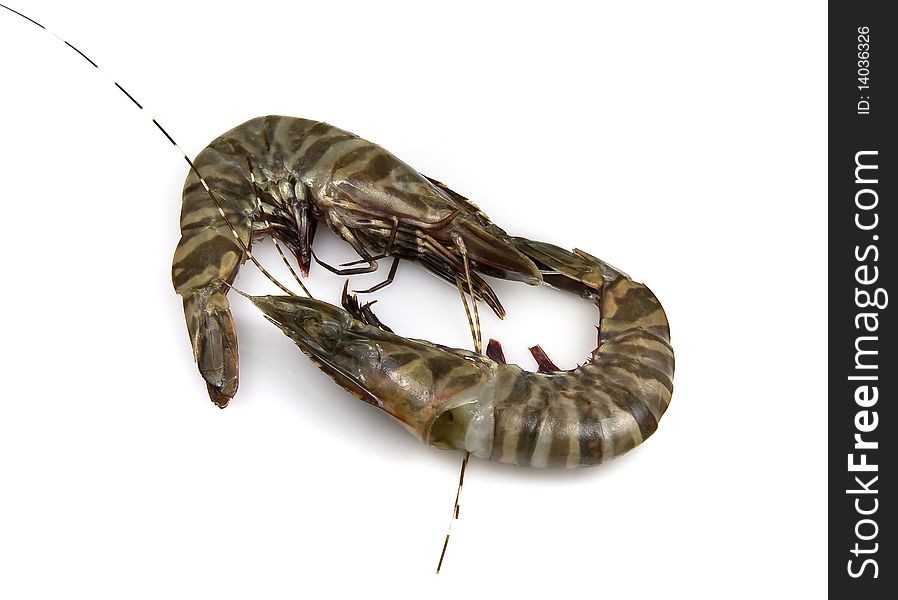 Pair of tiger prawns, uncooked and fresh from the ocean