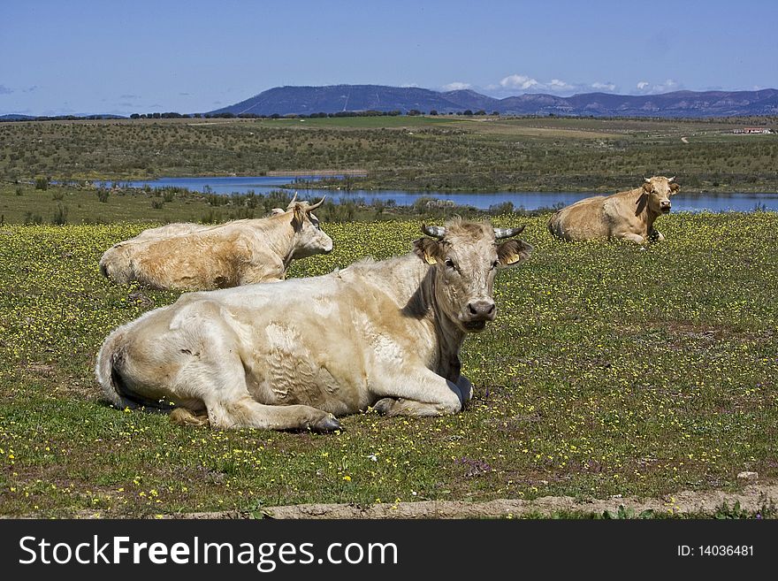 An image of quiet cows lying in a meadow. An image of quiet cows lying in a meadow
