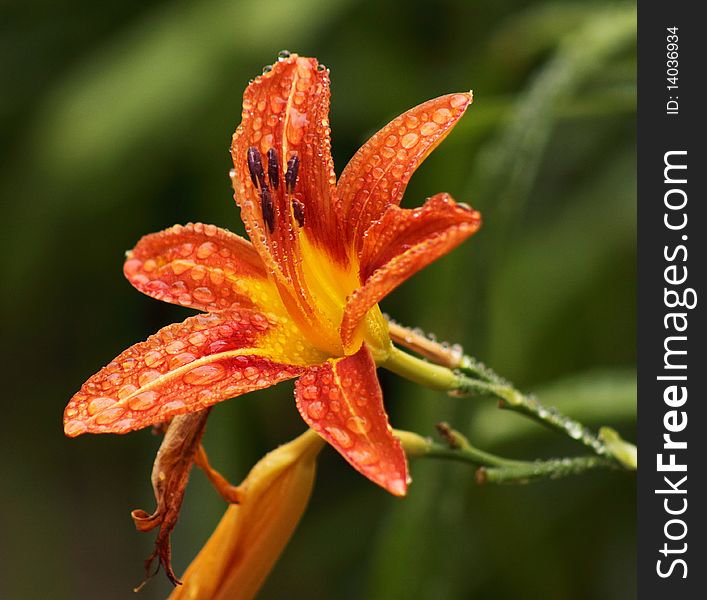 Lily after heavy summer shower