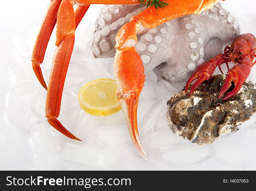 Seafood served on ice, marine food for gourmets