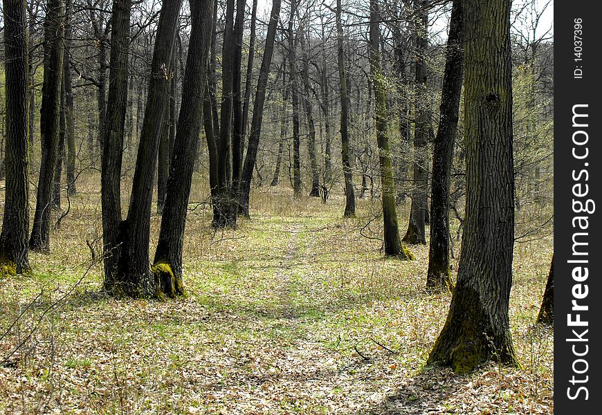 Forest walking path by the colourful hillside. Forest walking path by the colourful hillside