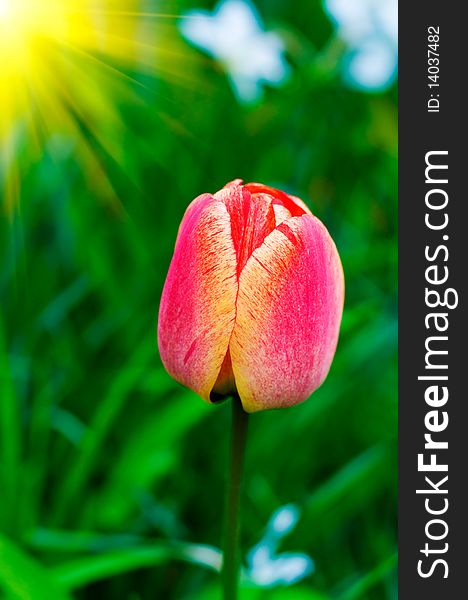 Wonderful sunbeams and red tulip by spring. Wonderful sunbeams and red tulip by spring.