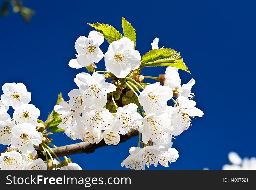 Classy cherry branch blossom  on the background of sky by spring. Classy cherry branch blossom  on the background of sky by spring.