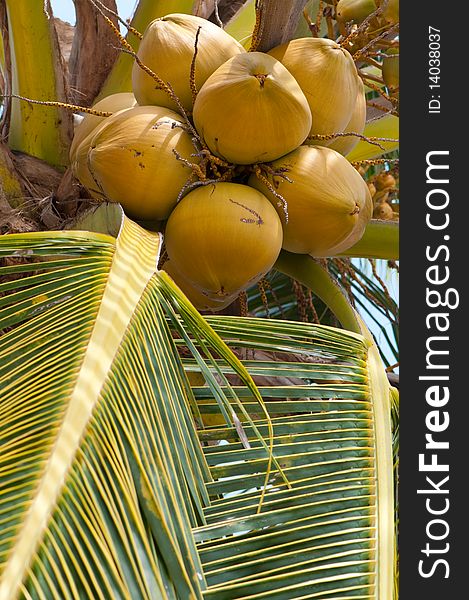 An close-up of a coconut tree with coconuts