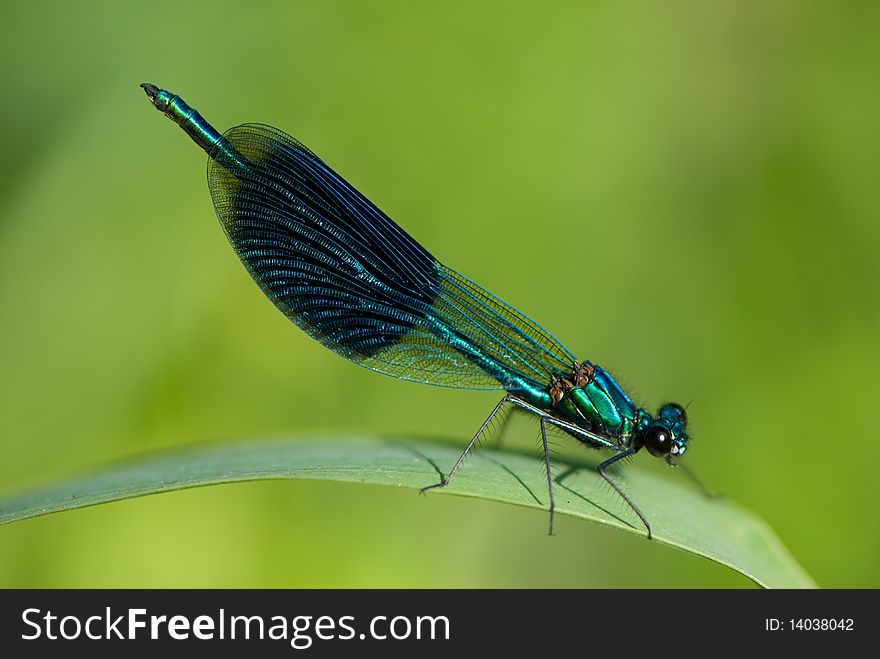 A banded damselfly male