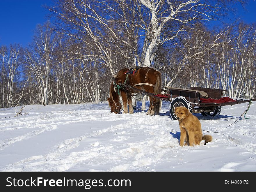 A horse and a dog walk on snowfield. A horse and a dog walk on snowfield